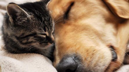 Animal Reiki Classes | Cat and Dog Cuddling 